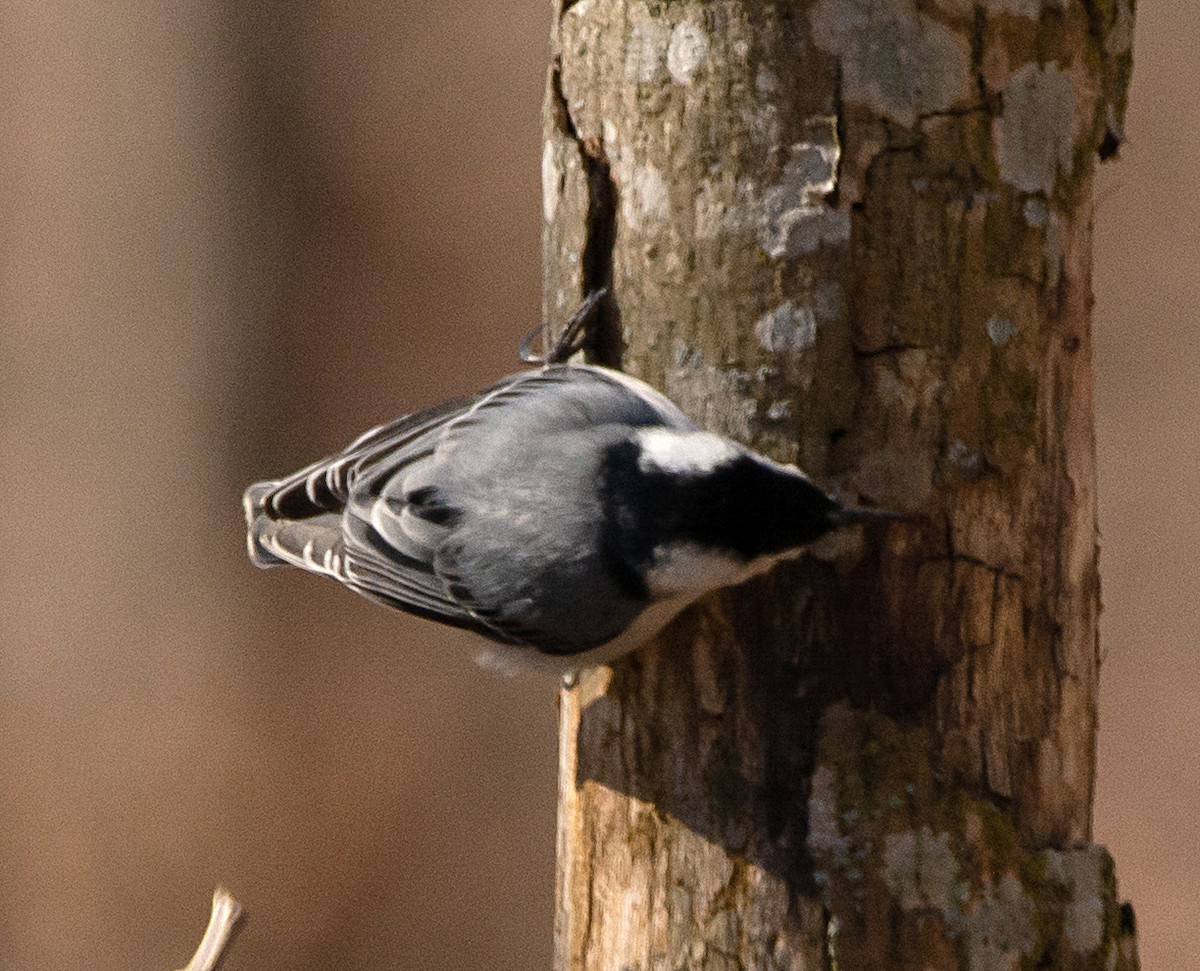 White-breasted Nuthatch - Jack and Shirley Foreman