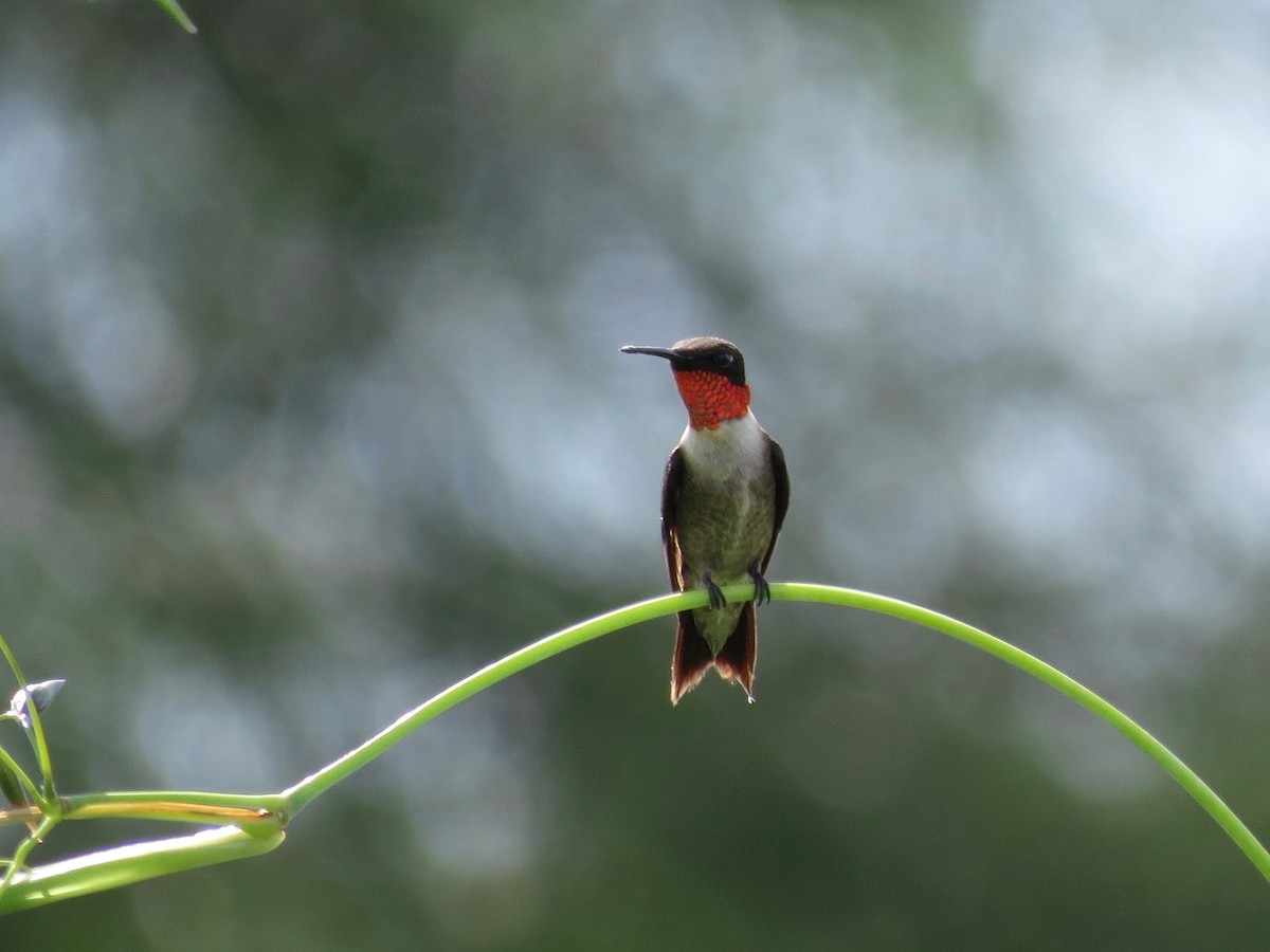 Ruby-throated Hummingbird - ML21081011