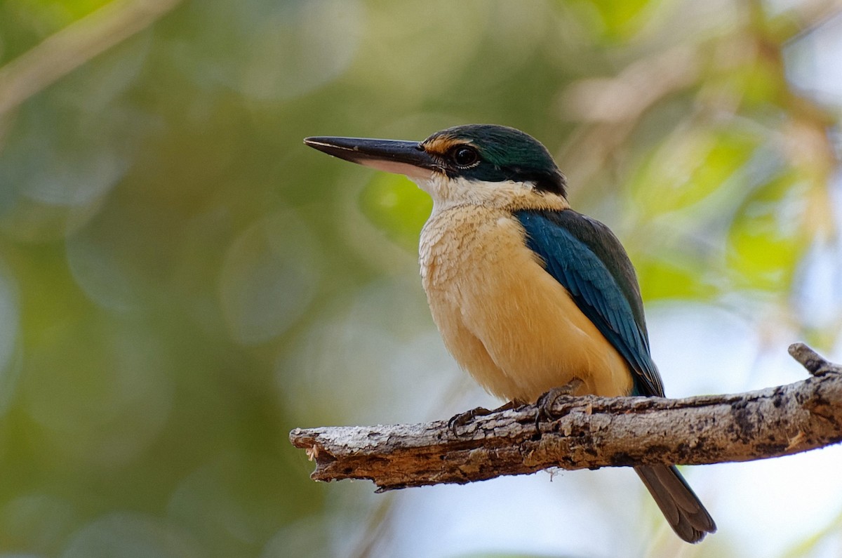 Sacred Kingfisher (Australasian) - John Watson