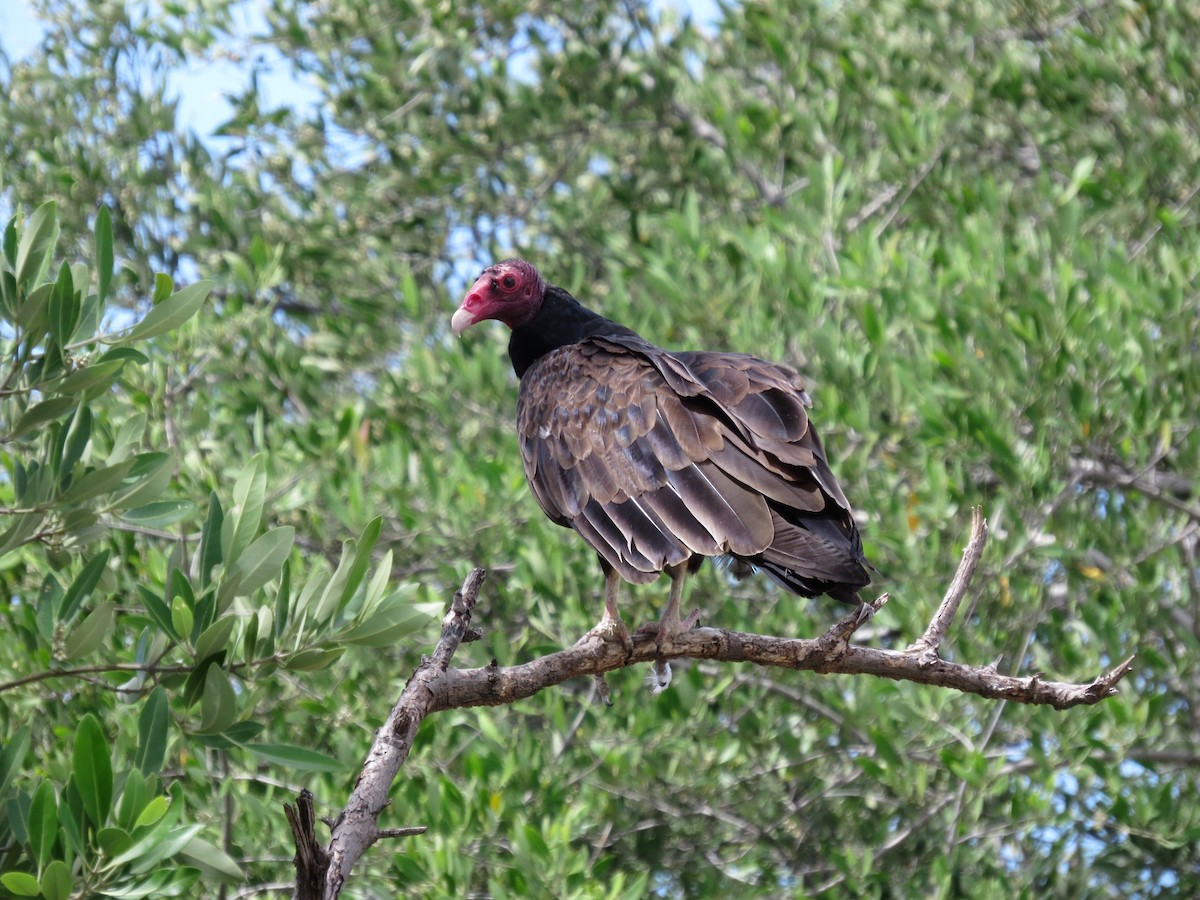 Turkey Vulture - ML21081431