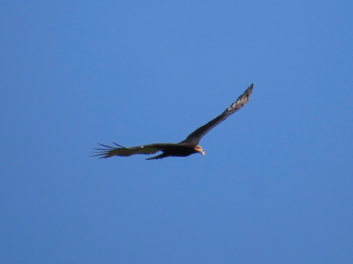 Lesser Yellow-headed Vulture - ML21081651