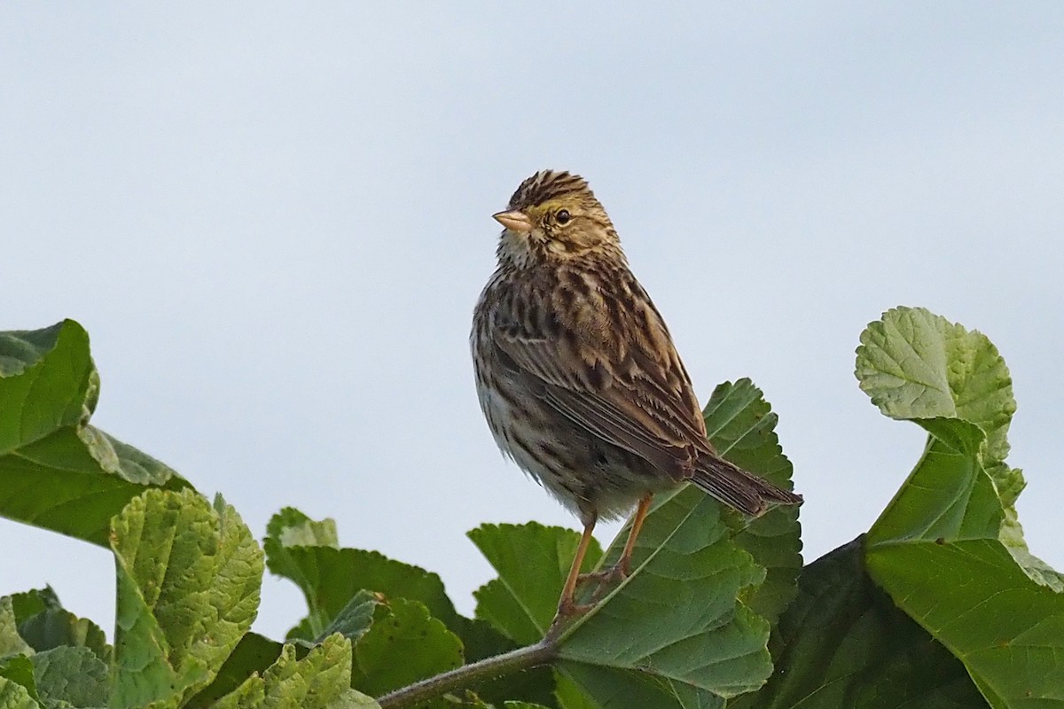Savannah Sparrow - ML210827901