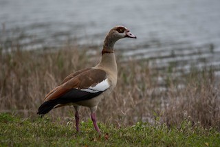 Egyptian Goose, ML210828251