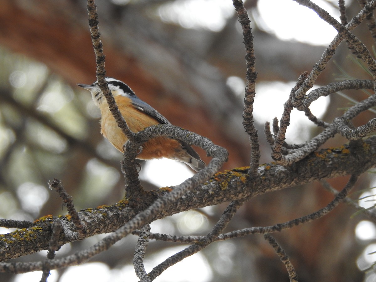 Red-breasted Nuthatch - ML210828331