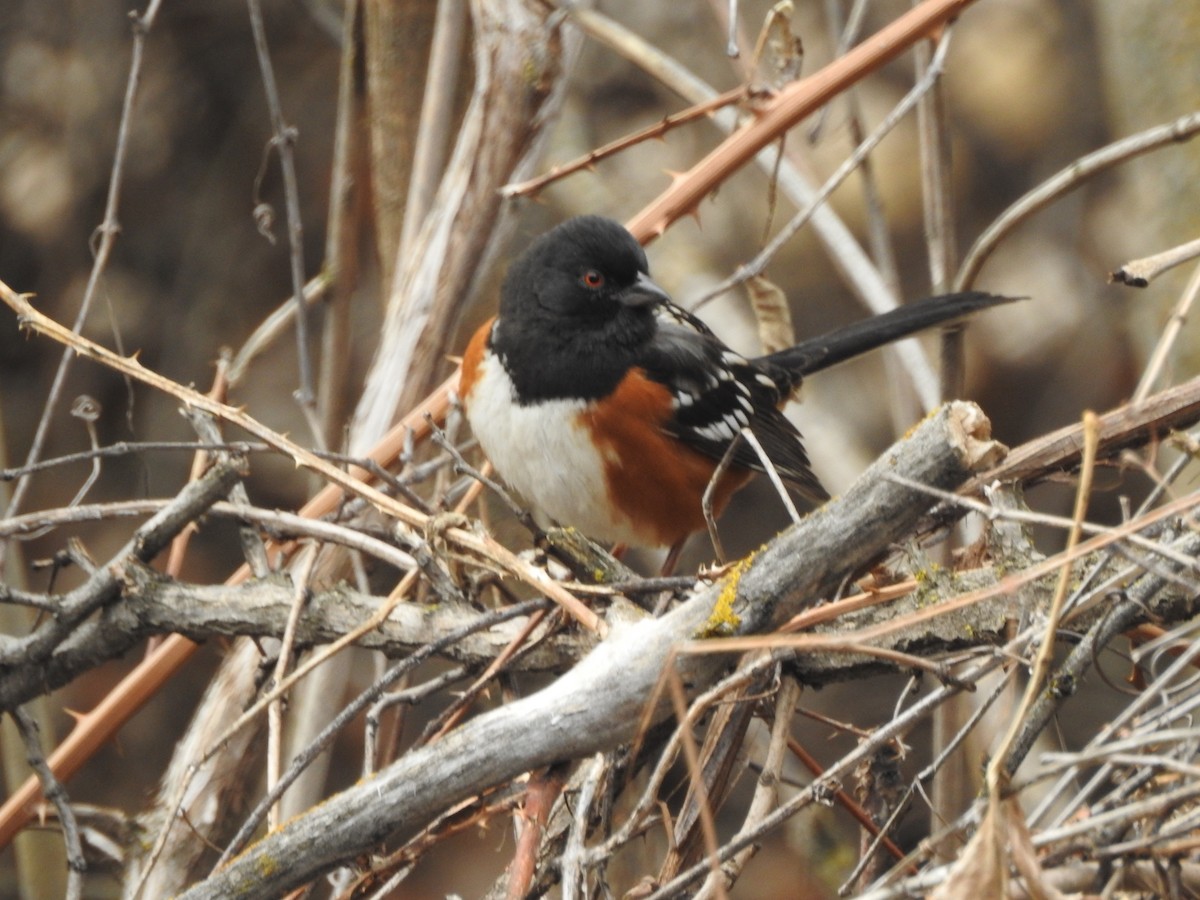 Spotted Towhee - ML210828381