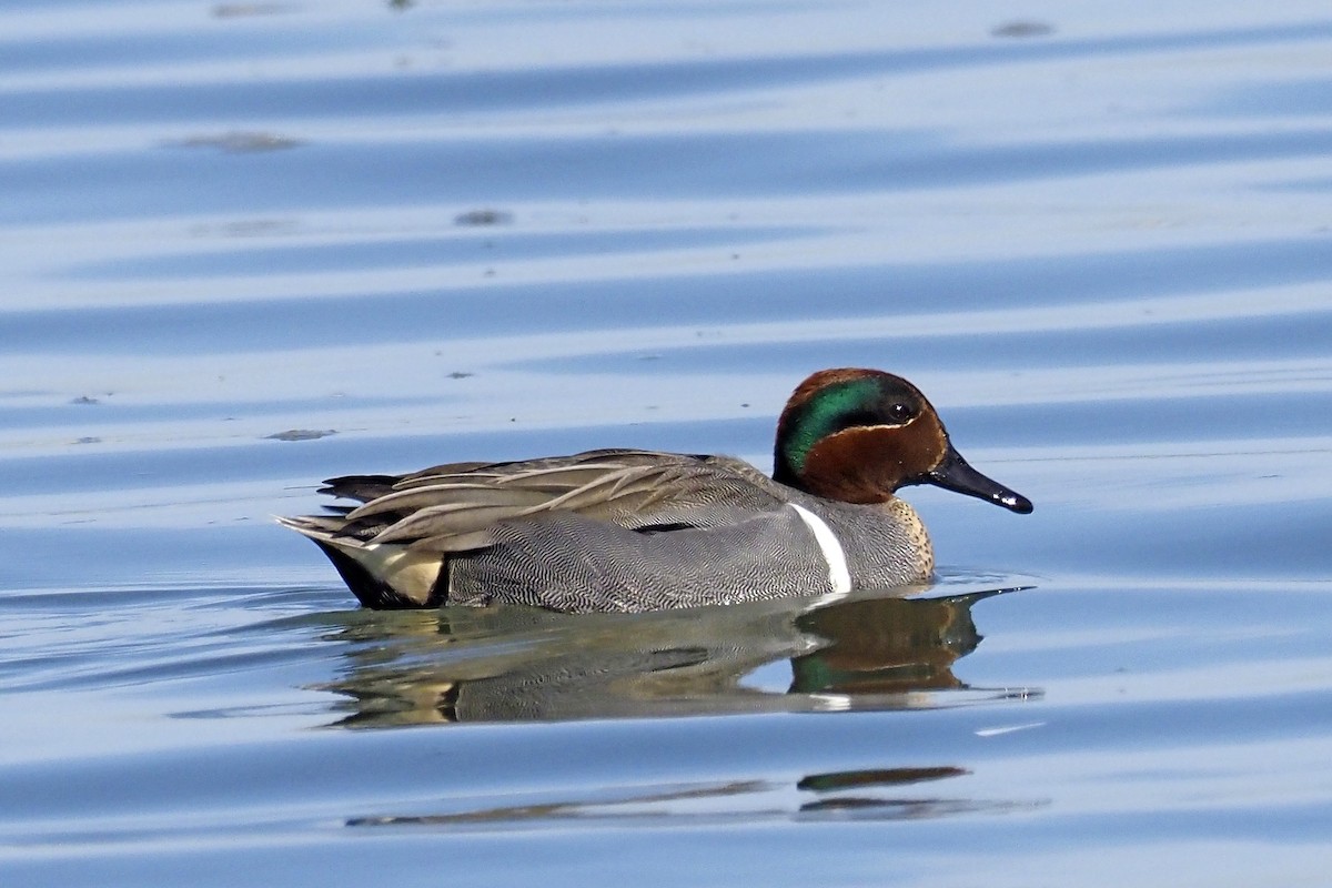 Green-winged Teal - ML210829331