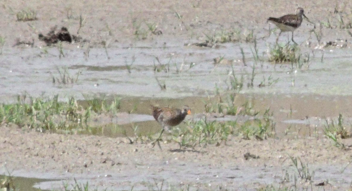 Spotted Crake - ML210830011