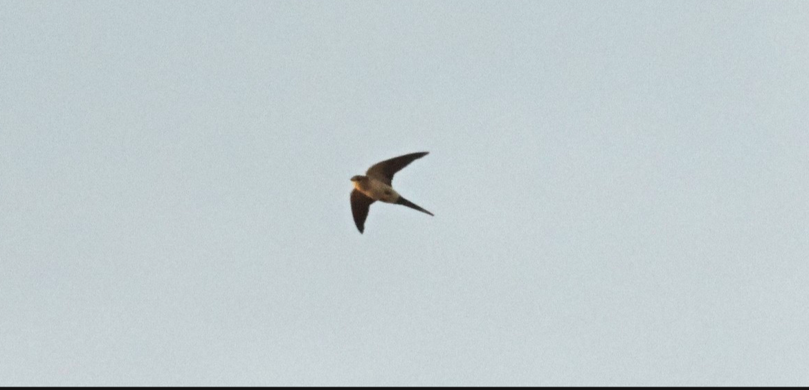 Red-rumped Swallow - ML210830171