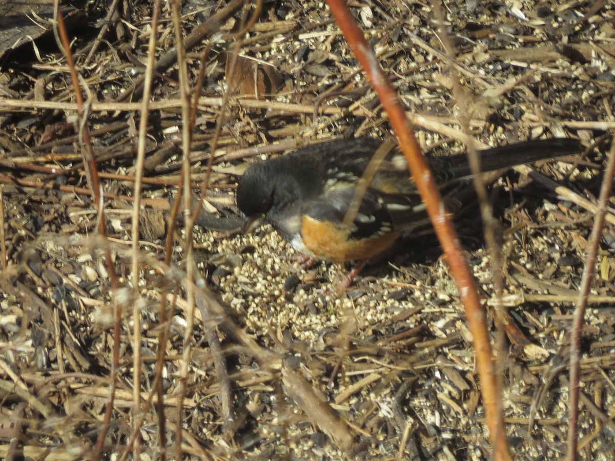 Spotted Towhee - ML210831331
