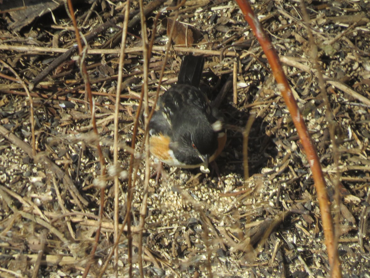 Spotted Towhee - ML210831371