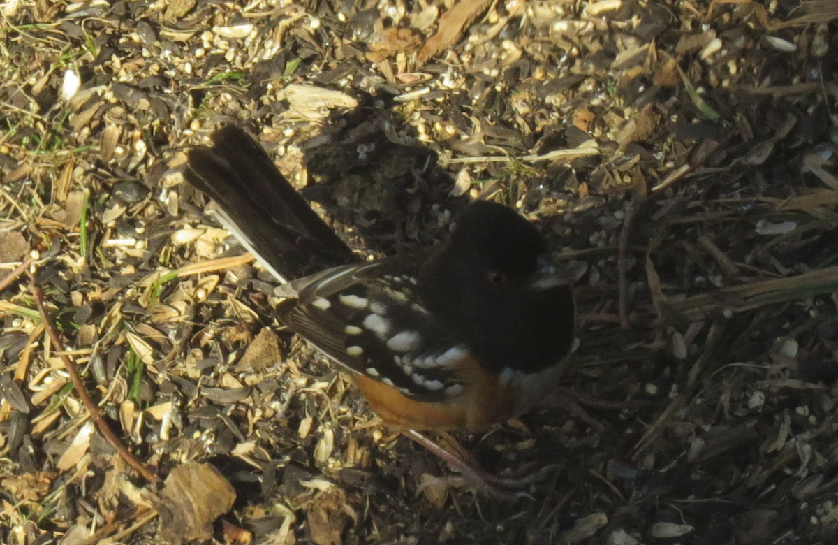 Spotted Towhee - ML210833041