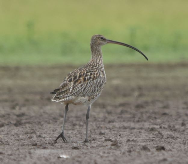 Far Eastern Curlew - Don Caswell