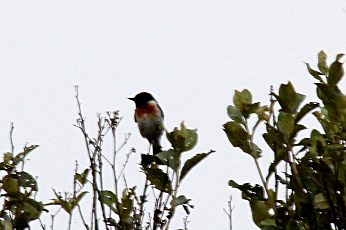 African Stonechat (Madagascar) - Peter Woodall