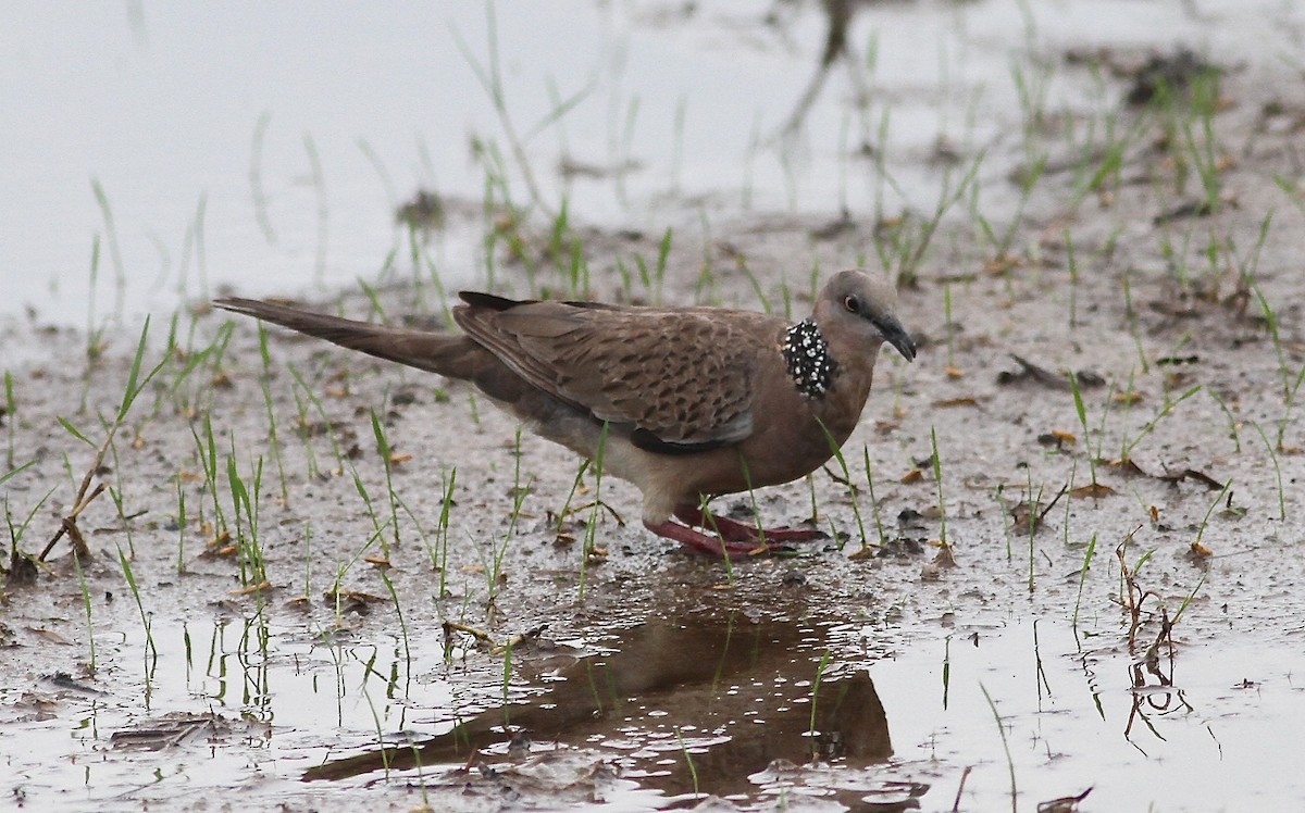 Spotted Dove - ML210841661