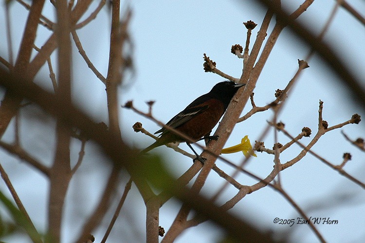 Orchard Oriole - ML21085091