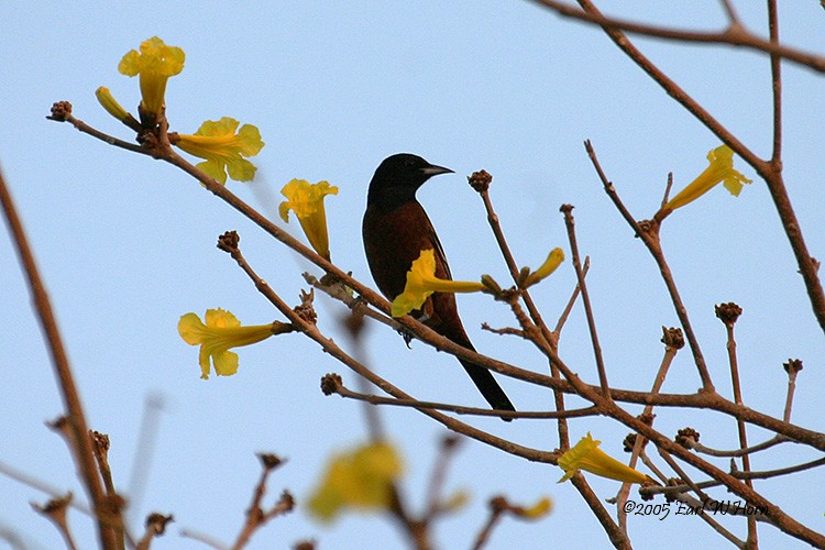 Orchard Oriole - ML21085101