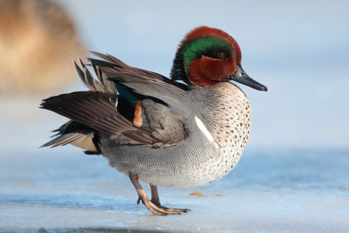 Green-winged Teal - ML210852561