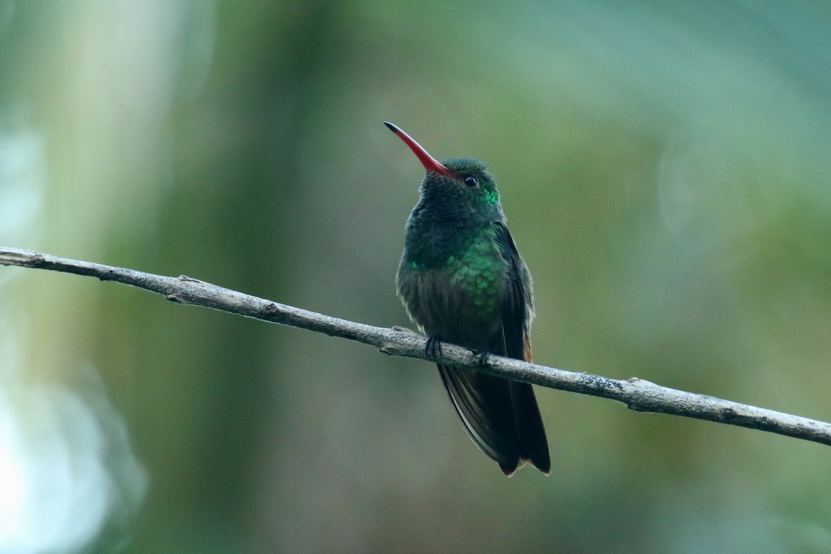 Blue-throated Goldentail - ML210855011