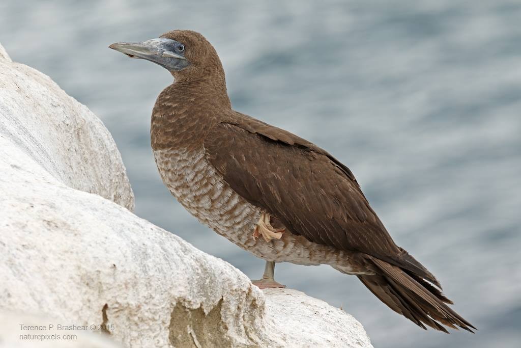 Brown Booby - Terence Brashear