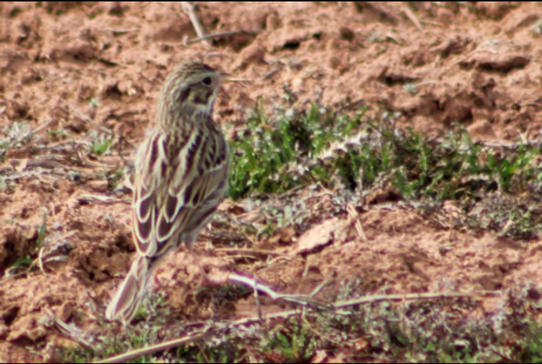 Savannah Sparrow - ML210860141