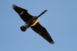 Canada Goose, ML21086201
