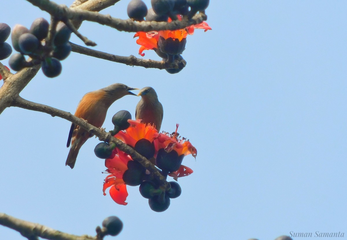 Chestnut-tailed Starling - ML210864401