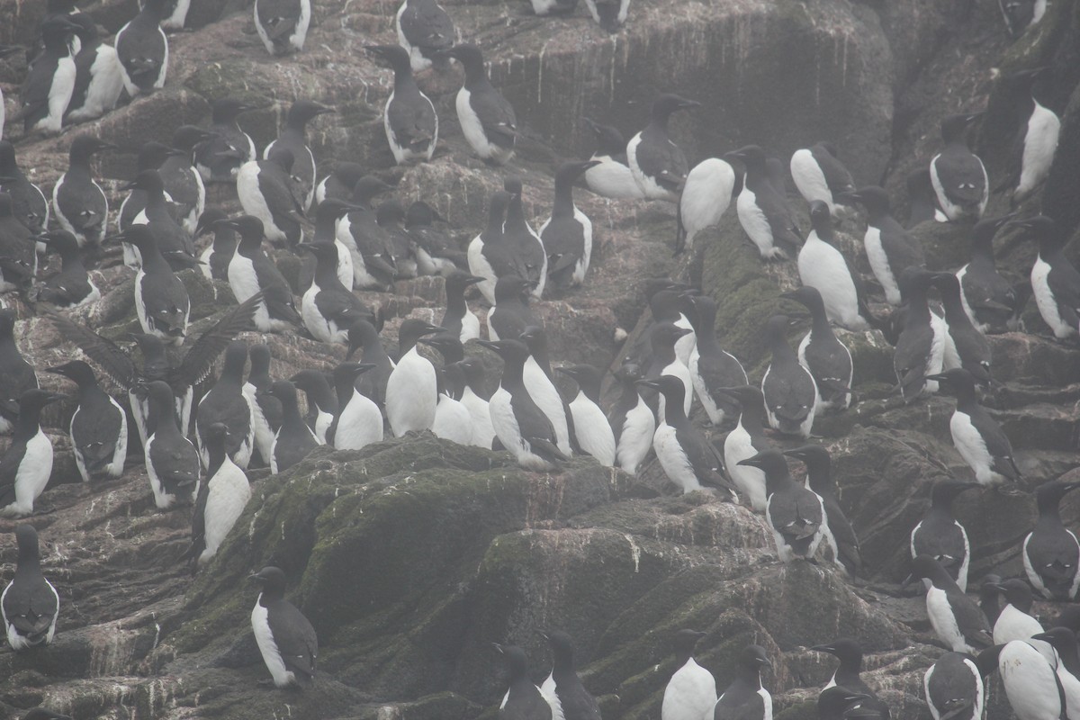 Thick-billed Murre - ML21086481