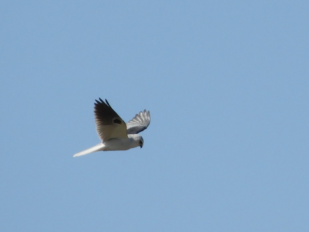 White-tailed Kite - Bill Lee
