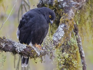  - White-rumped Hawk