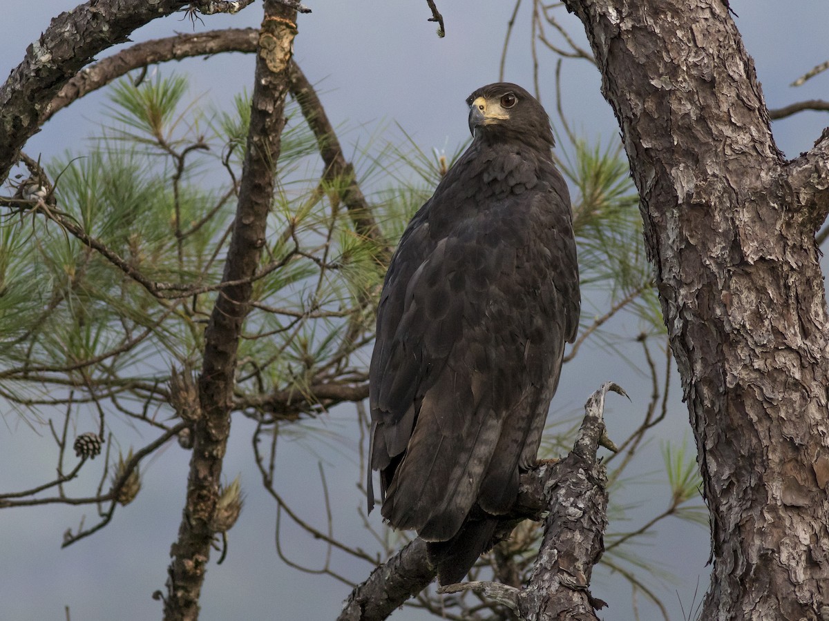 Aguila Solitaria - eBird