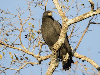 Great Black Hawk - Buteogallus urubitinga - Birds of the World