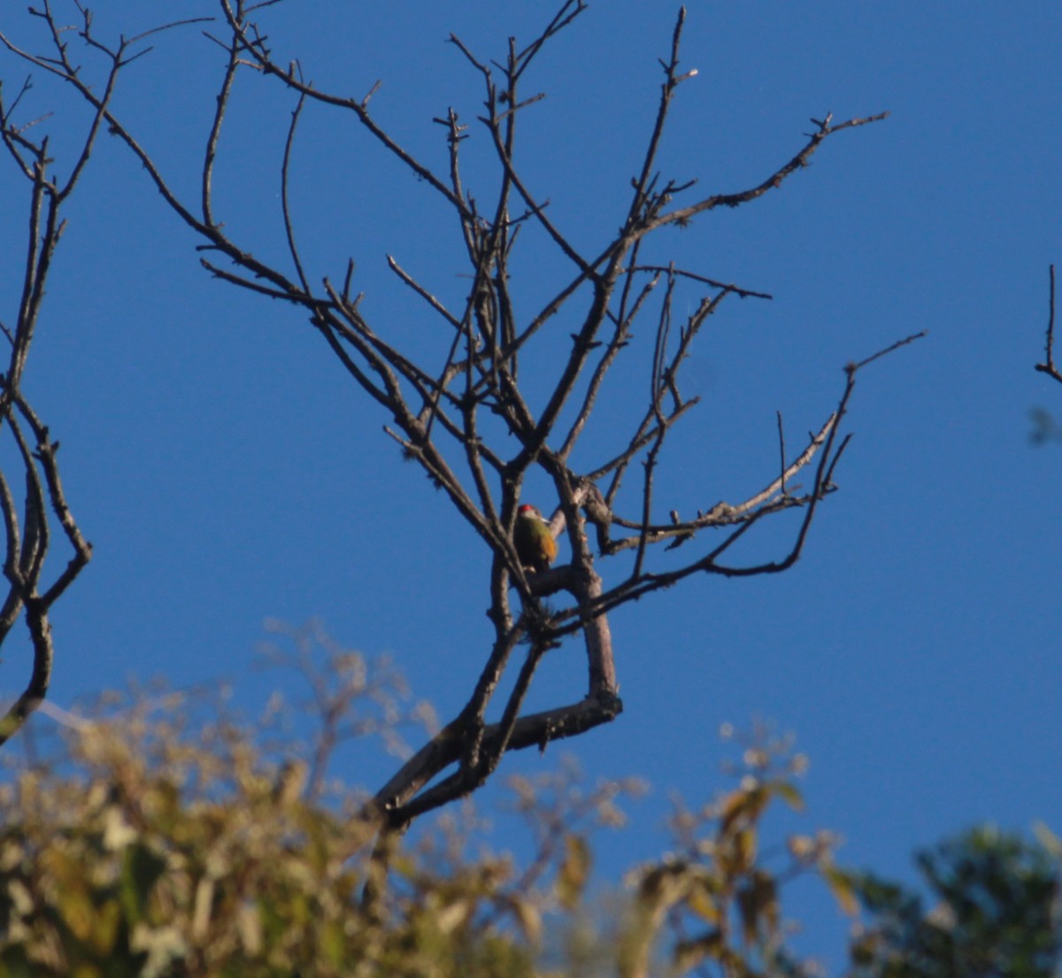 Golden-olive Woodpecker (Bronze-winged) - Adrian Ciprés