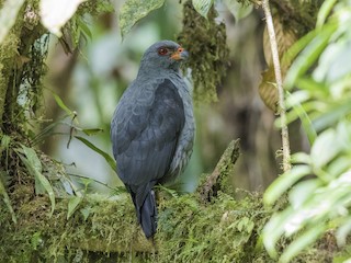  - Plumbeous Hawk