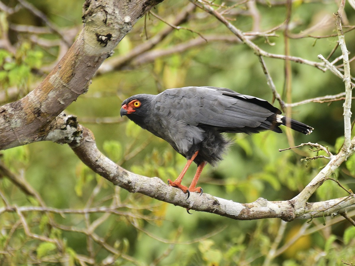 Slate-colored Hawk - Buteogallus schistaceus - Birds of the World