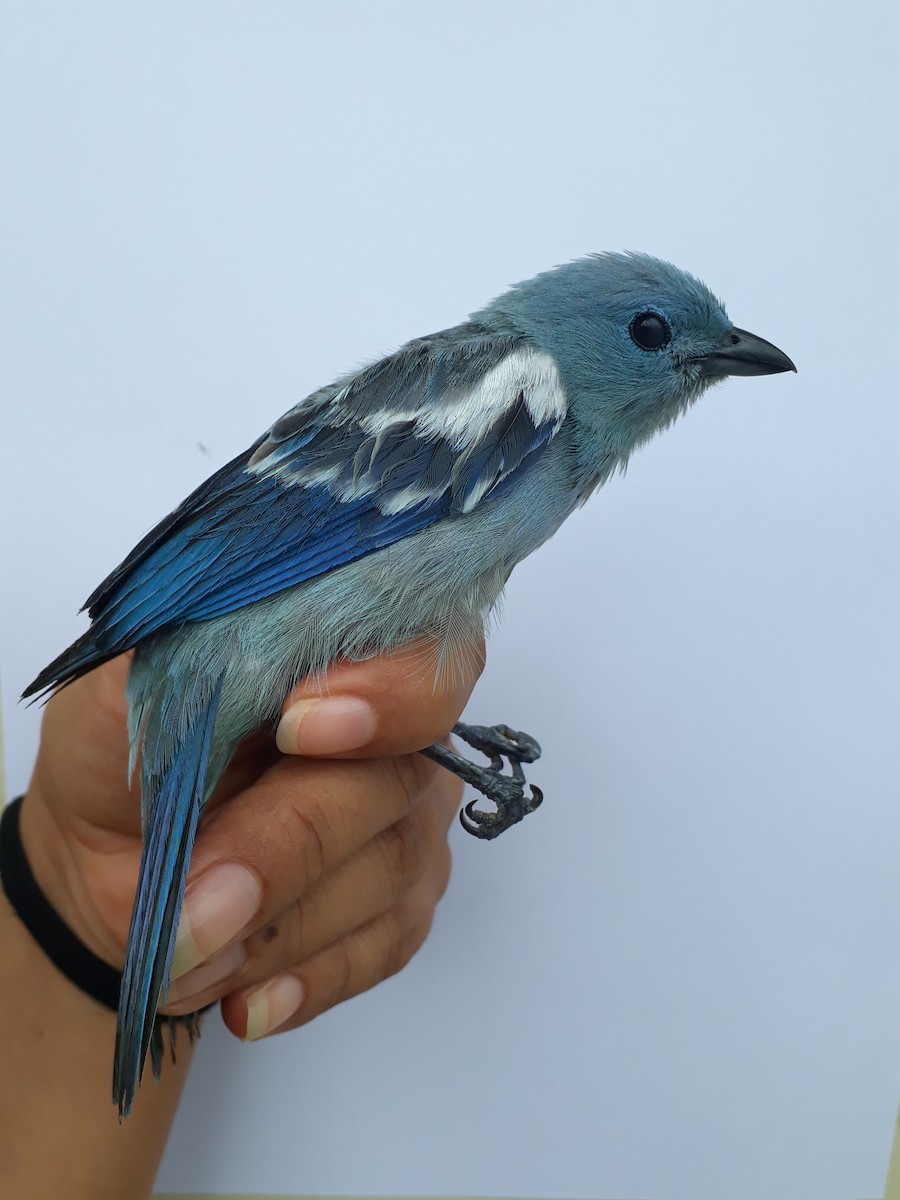 Blue-gray Tanager - ML210871611