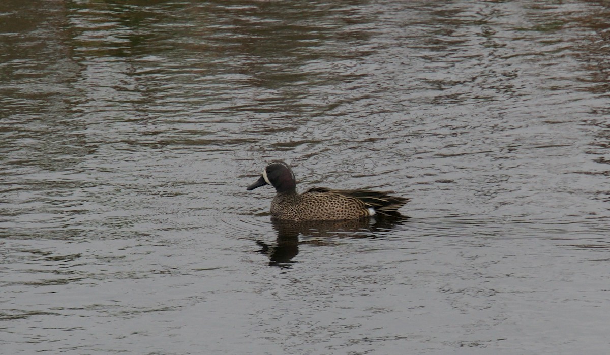 Blue-winged Teal - ML210874091