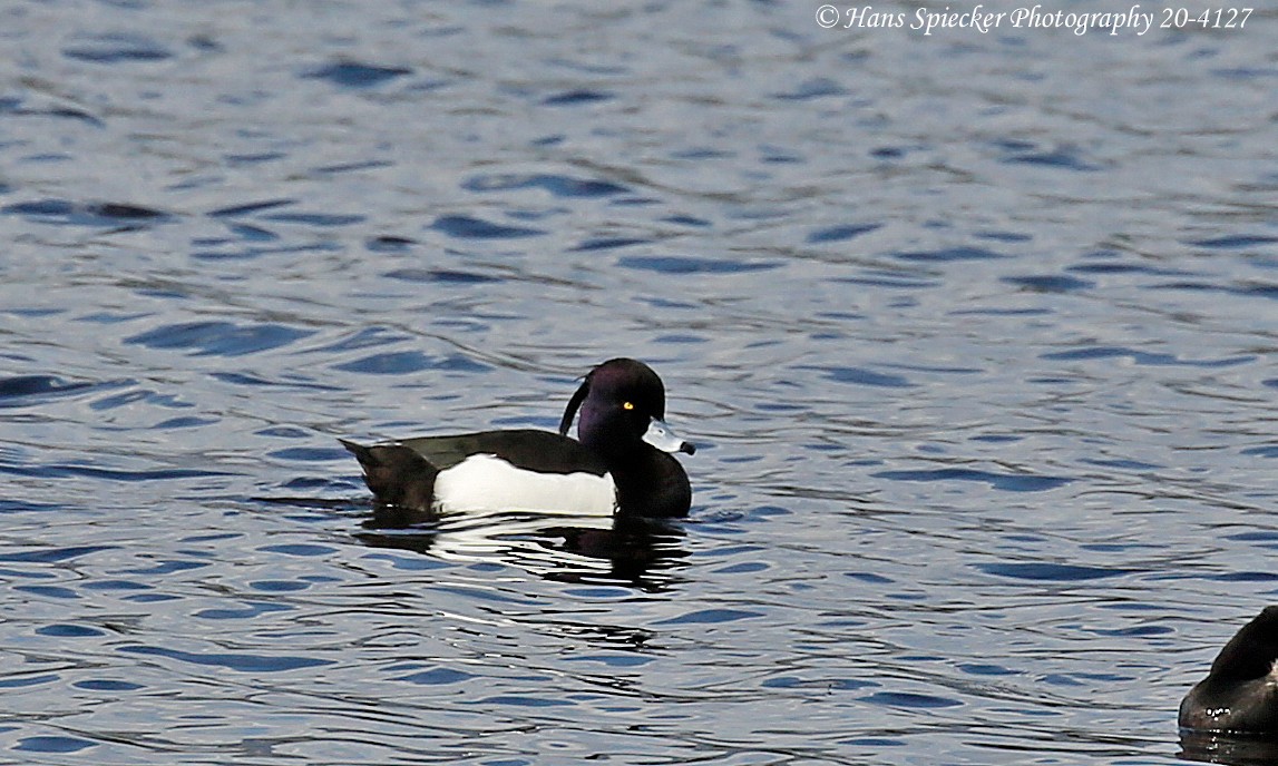Tufted Duck - ML210875671