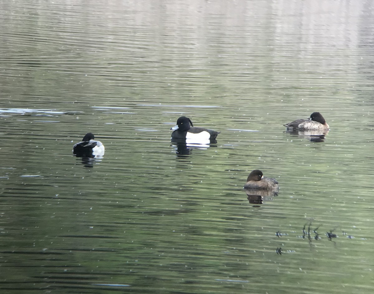 Tufted Duck - ML210886401