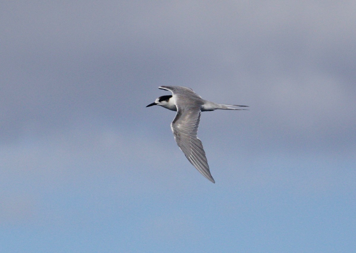 Common Tern - Scott Baker