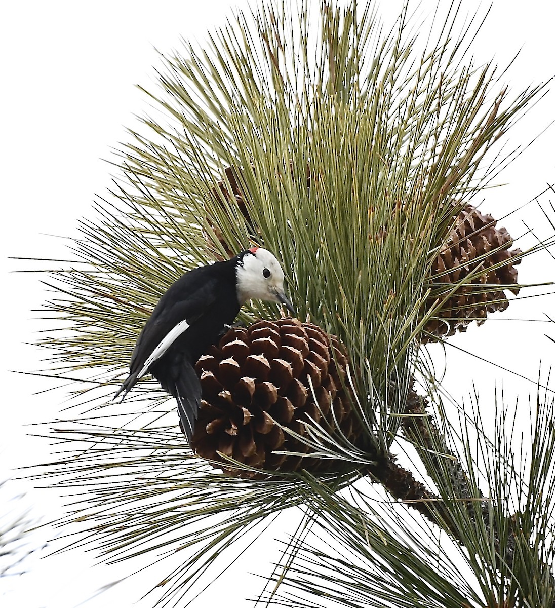 White-headed Woodpecker - Philip Georgakakos