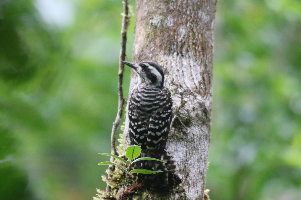 Sunda Pygmy Woodpecker - ML210892501
