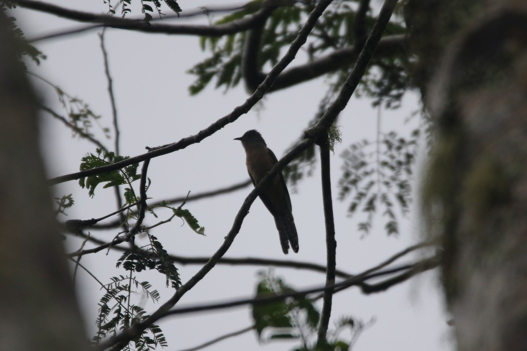 Brush Cuckoo (Sunda) - ML210892631