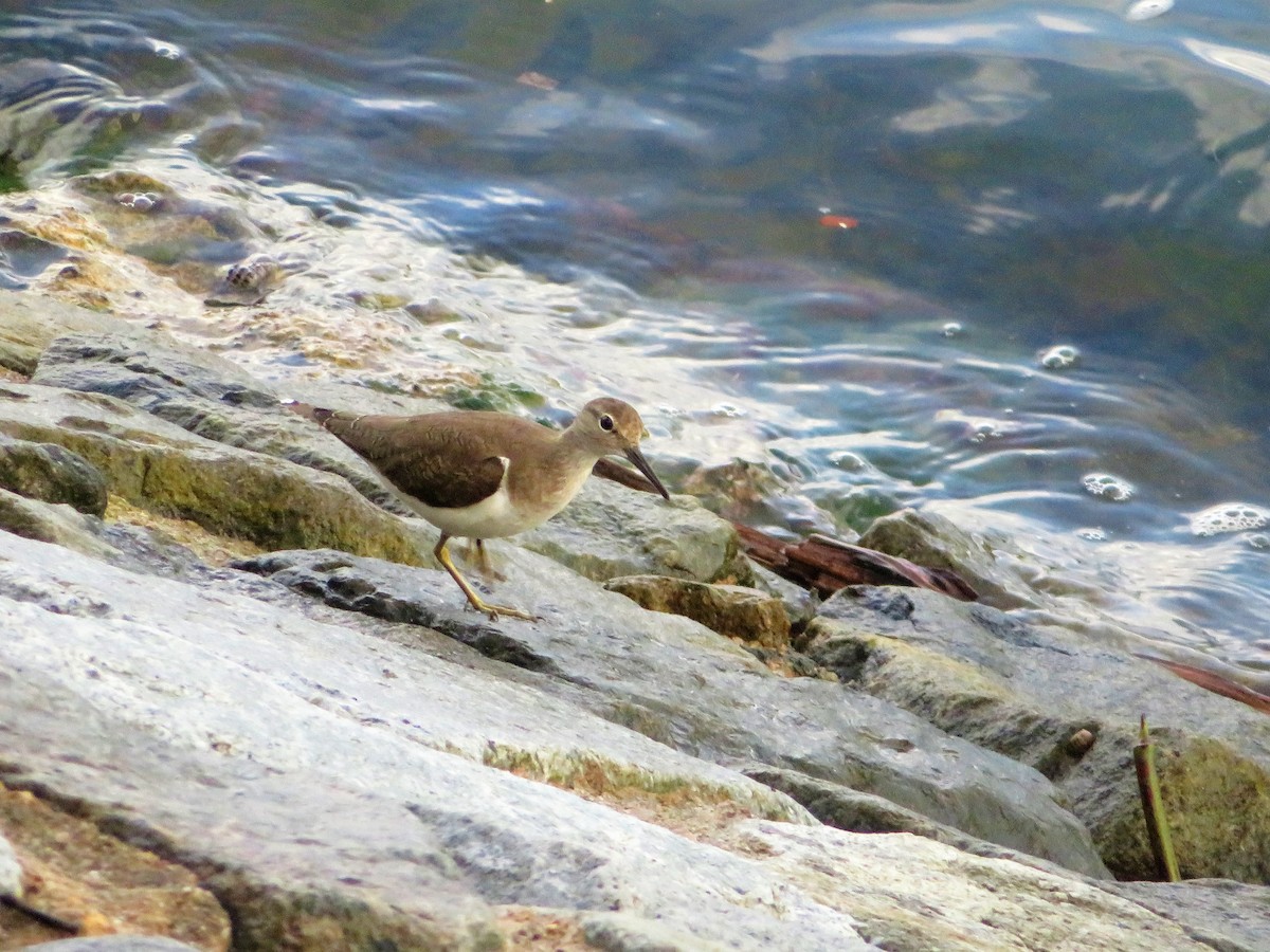 Common Sandpiper - Evelyn Lee