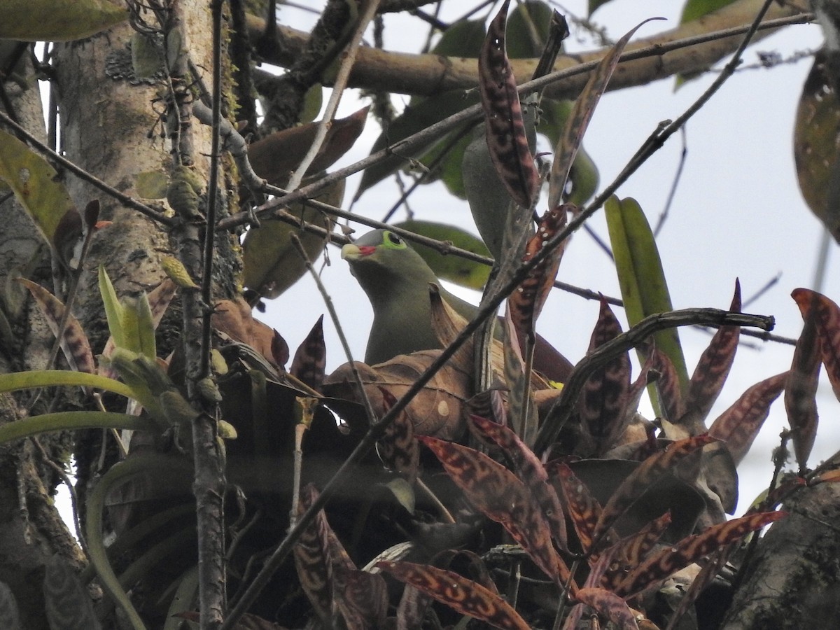 Thick-billed Green-Pigeon - ML210898751