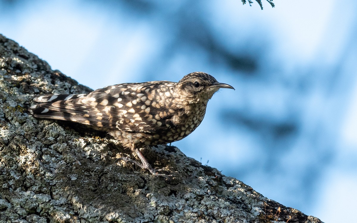 African Spotted Creeper - ML210900881