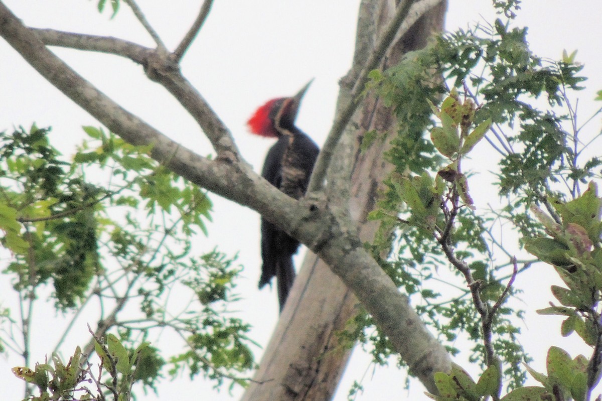 Crimson-crested Woodpecker - Peter Bono
