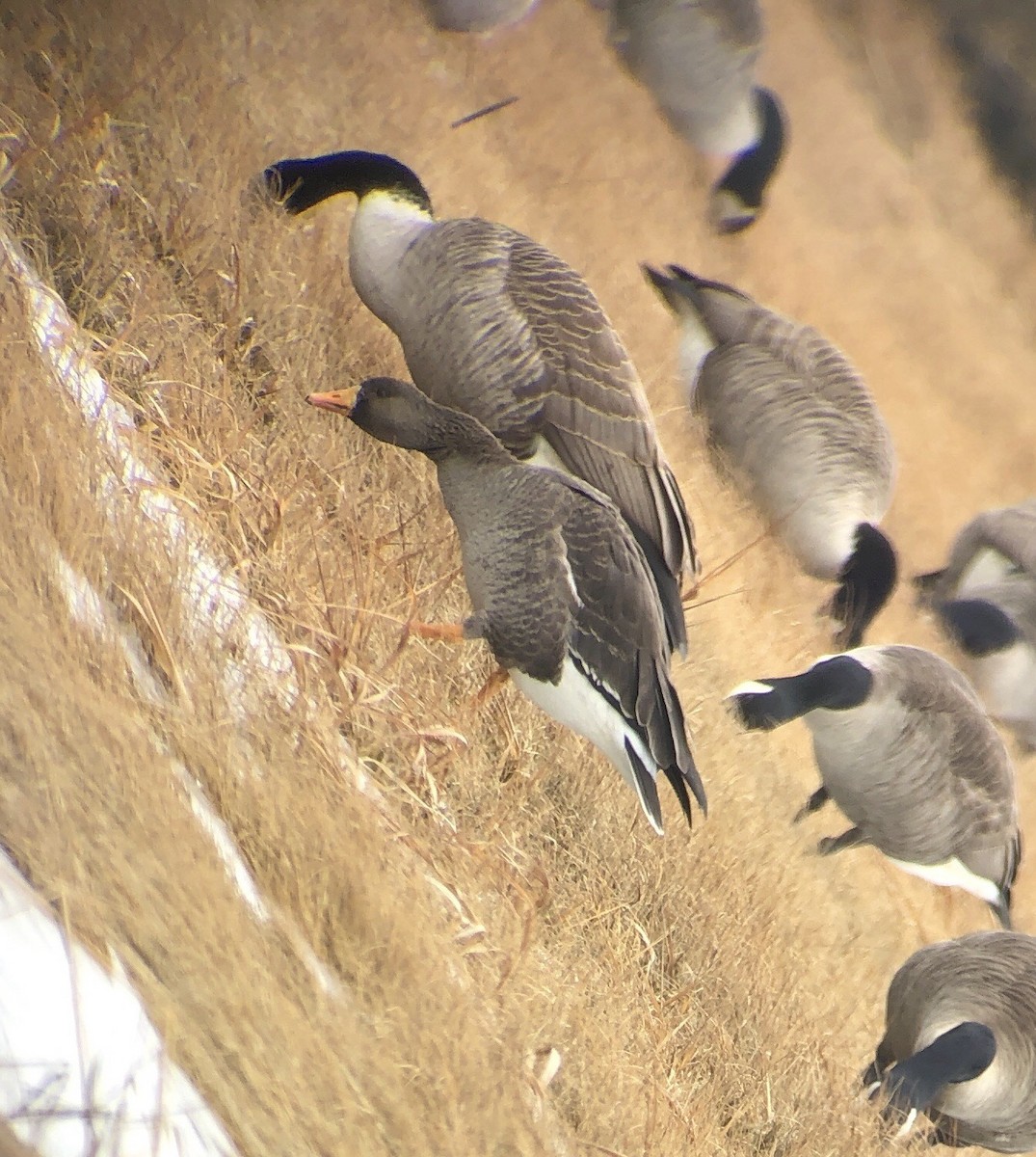 Greater White-fronted Goose - ML210901811