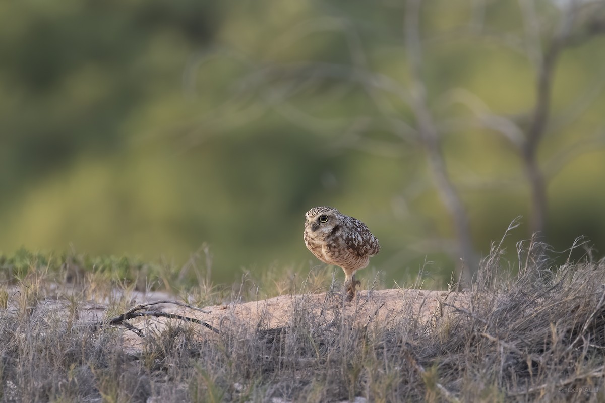 Burrowing Owl - ML210905191