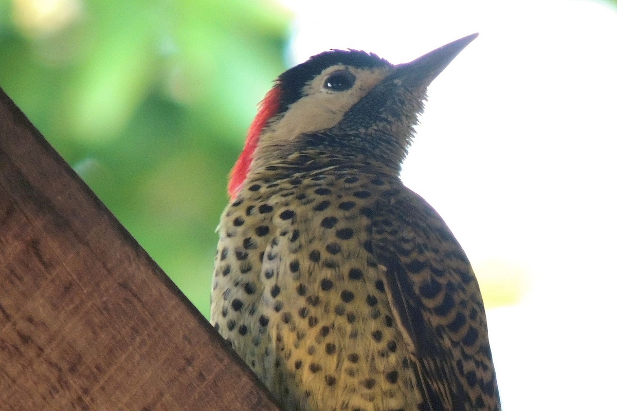 Green-barred Woodpecker - Peter Bono