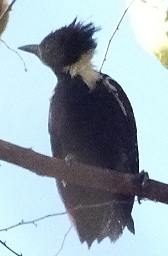 Black-and-buff Woodpecker - ML210906981